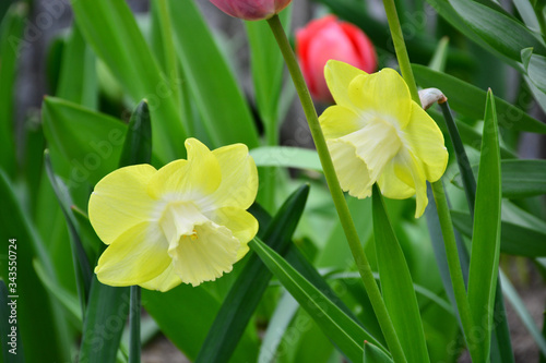 Beautiful and tender daffodils bloomed in early spring. Beauty for the eyes.