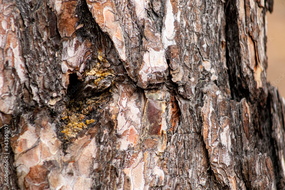 Close-up texture of pine bark and resin on the tree bark. Old wood texture with natural pattern Close-up texture of pine bark and resin on the tree bark. Old wood texture with natural pattern