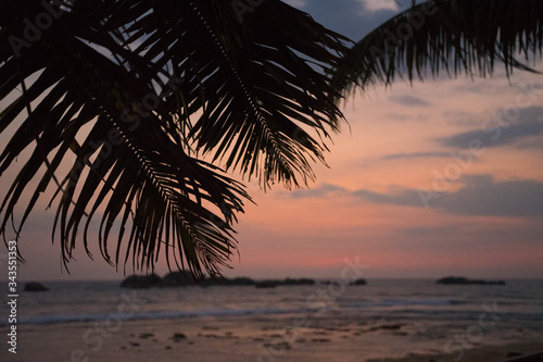 palm trees on sunset and sea background