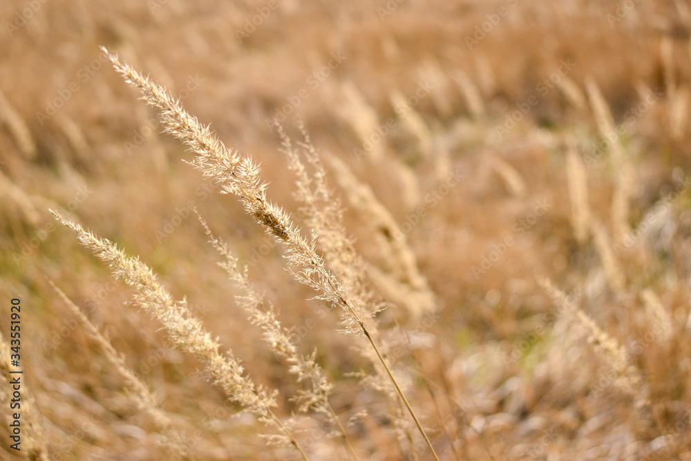 Fototapeta premium golden wheat field