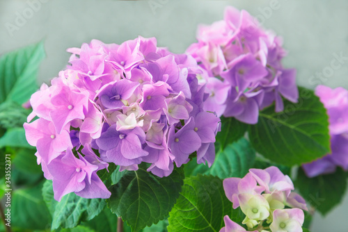 Pink hydrange in bloom. Close up