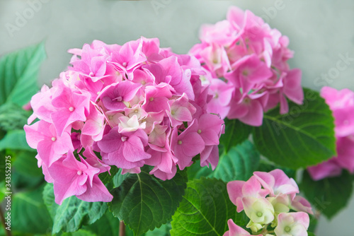 Pink hydrange in bloom. Close up