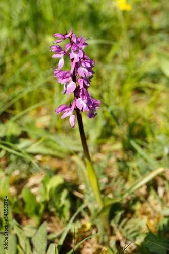 Orchideengewächs (Orchis morio) auf der Schwäbischen Alb