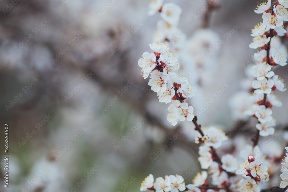 Spring flowering background. Apricot tree branch with flowers. Blooming tree branch with white flowers. Apricot flowers background. Spring flowering background. Apricot tree branch with flowers. Blooming tree branch with white flowers. Apricot flowers background.