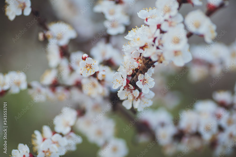 Spring flowering background. Apricot tree branch with flowers. Blooming tree branch with white flowers. Apricot flowers background. Spring flowering background. Apricot tree branch with flowers. Blooming tree branch with white flowers. Apricot flowers background.