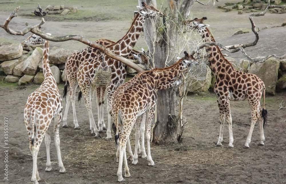 Obraz premium giraffe, animal, wildlife, zoo, tall