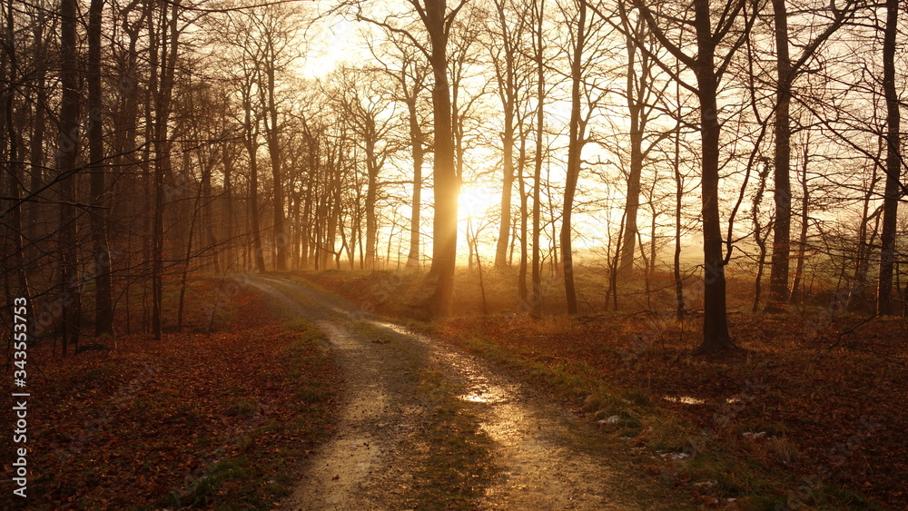 Fototapeta premium herbstliches Abendrot im Wald