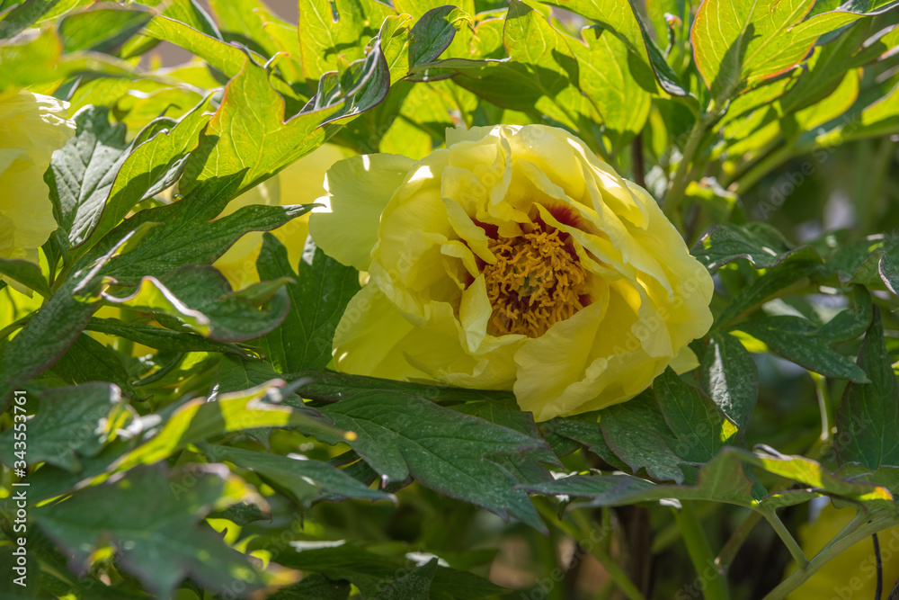 Pivoine arbustive