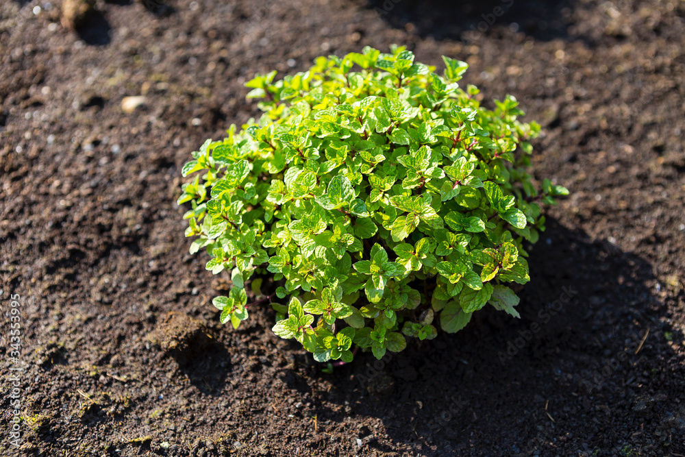 Mint plant growing in the garden, morning outdoor day light, organic herb farming Mint plant growing in the garden, morning outdoor day light, organic herb farming