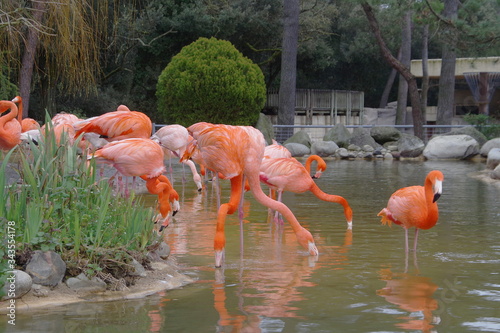 Flamants roses