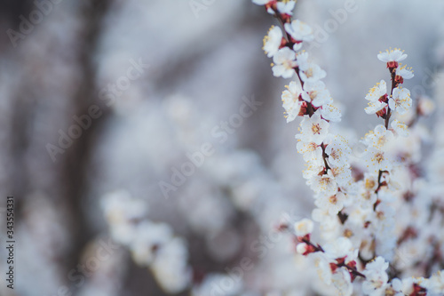 Spring flowering background. Apricot tree branch with flowers. Blooming tree branch with white flowers.  Apricot flowers background.