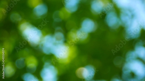 Wallpaper Mural 4K video of abstract blurry defocused light pattern under moving green leaves in nature blurred with blue sky in background. Foliage, leaves in spring with forest and sunlight concept Torontodigital.ca