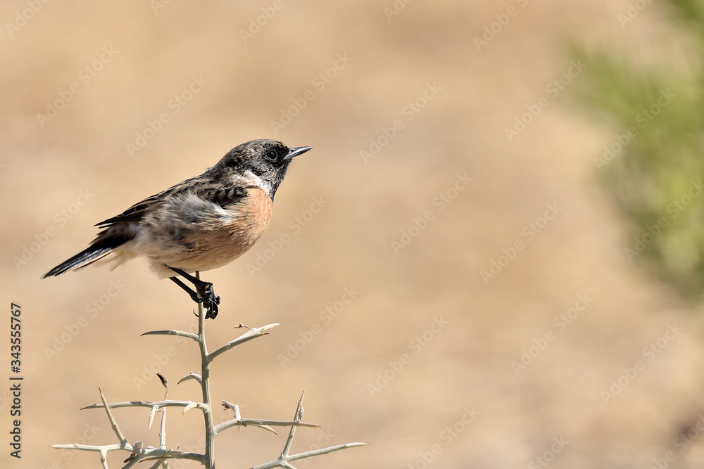 tarabilla macho posada en un erguén con fondo naranja (saxicola rubicola) Marbella Andalucía España tarabilla macho posada en un erguén con fondo naranja (saxicola rubicola) Marbella Andalucía España