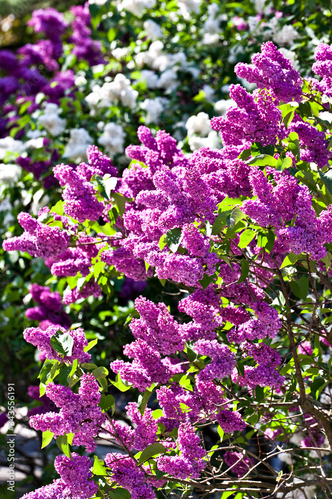 Pretty branch of flowering flowers lilac