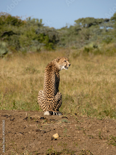 Cheetah lying atop a sand mound, South Africa