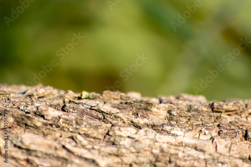 Schroffer Baumstamm vor grünem Hintergrund mit interessanter Rindenstruktur als natürlicher Hintergrund und Zeichen für ökologische Nachhaltigkeit, Rohstoff der Zukunft und nachwachsende Rohstoffe