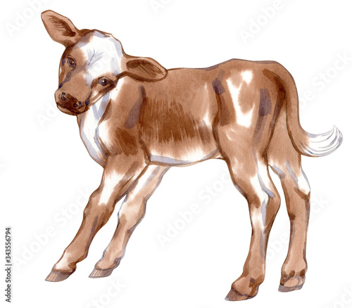Watercolor painting of a standing calf isolated on white background. Original stock illustration of baby cow.