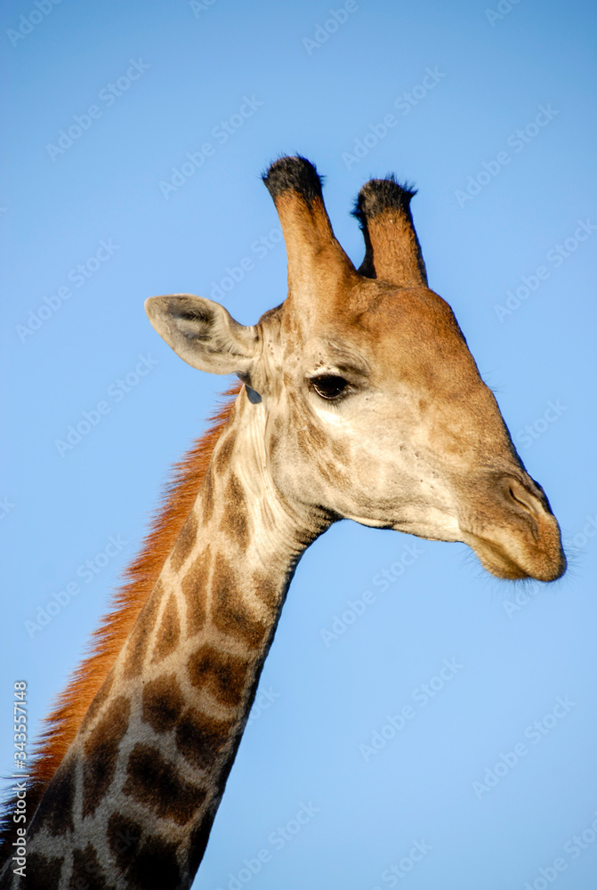 Giraffe portrait, KwaZulu-Natal, South Africa