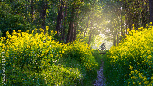 Mountain biker in a forrest amidst yellow flowers photo