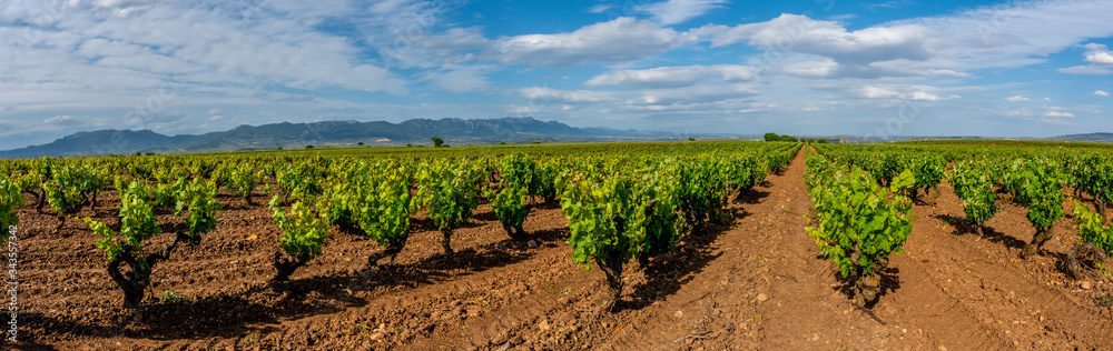 vineyards in spain, traditional goblet trellis with mountains in the background and blue sky