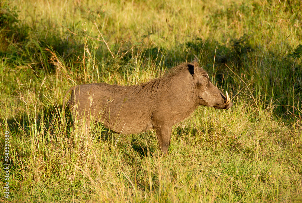 Warthog in grass, KwaZulu-Natal, South Africa Warthog in grass, KwaZulu-Natal, South Africa