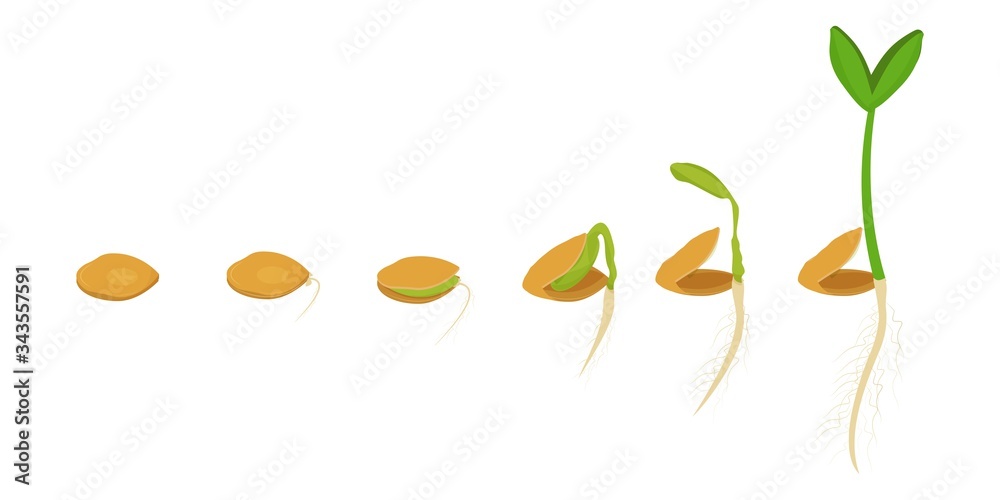 Growing plant from seed to stem. Six stages of process. Isolated on ...