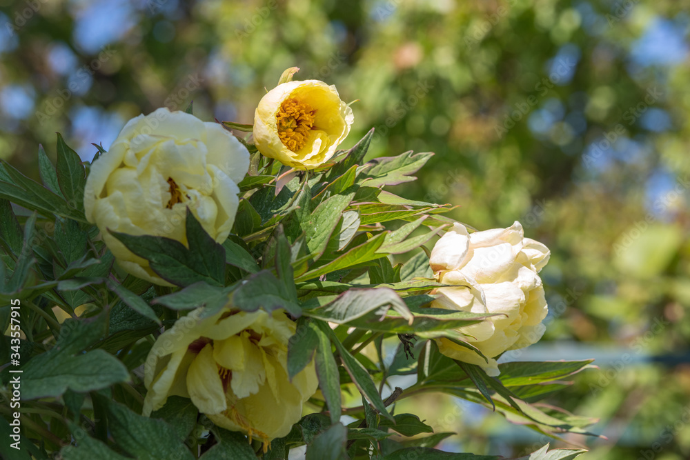 Pivoine arbustive