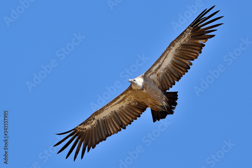 buitre leonado volando  en sobre un cielo azul   Gyps fulvus  Marbella Andaluc  a Espa  a 