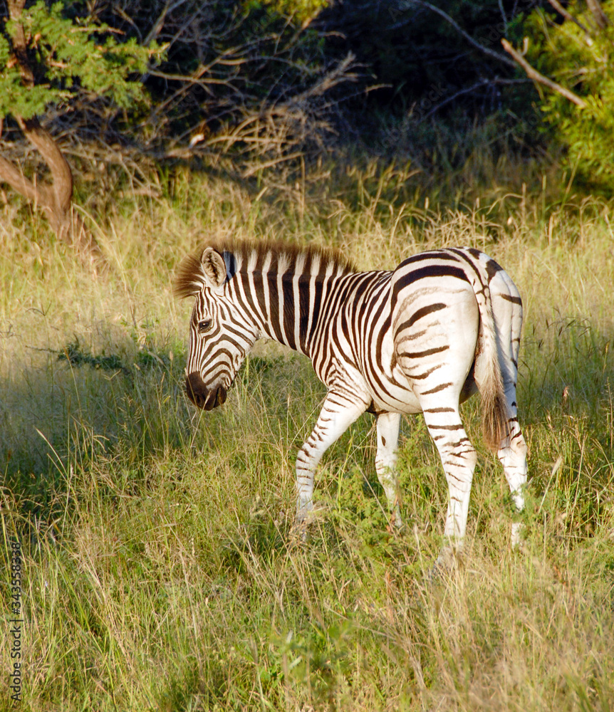 Naklejka premium Zebra in grass, KwaZulu-Natal, South Africa