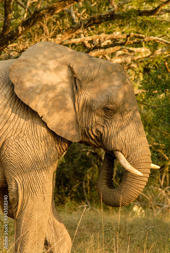 African elephant in semi-shade, South Africa