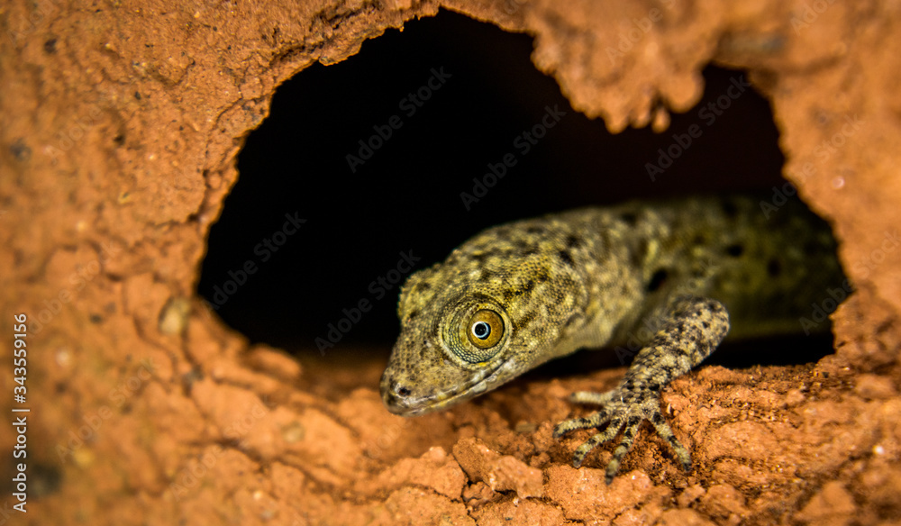 Obraz premium Details