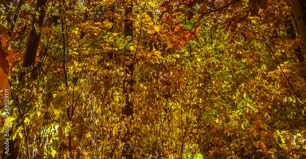 Autumn colors. Red, orange, yellow colored tree leafs in October.
