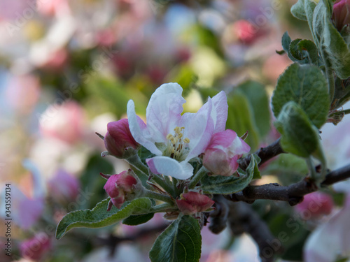 Pięknie kwitnie jabłoń kwiaty wiosna 