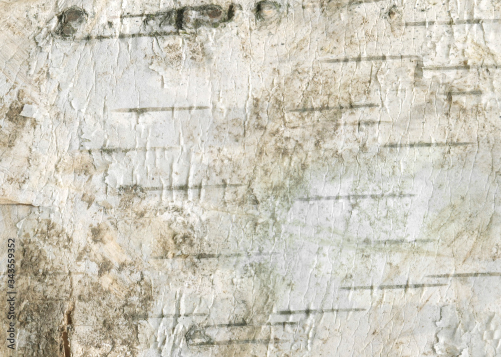 Obraz premium Natural wood texture background with raw birch textures for forestry and wooden wallpaper. White birch-tree bark for rough wooden wall. Organic materials for print design and rustic web banner.