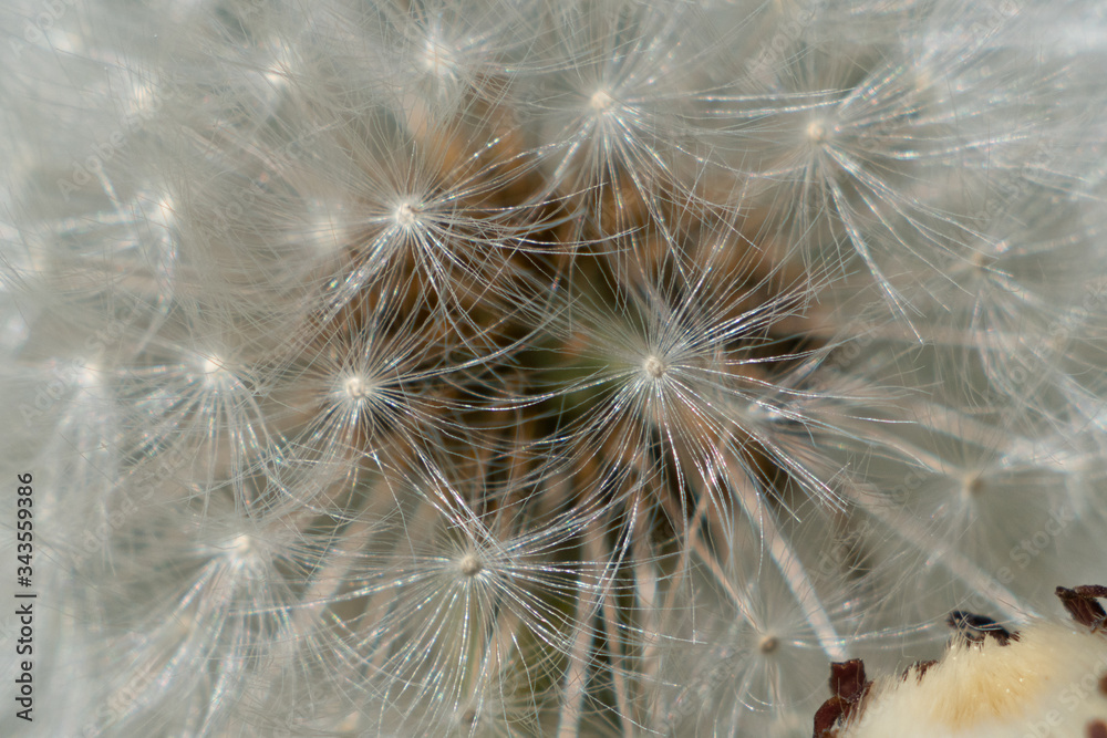 Fototapeta premium Pusteblume