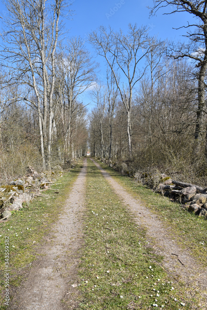 Bright dirt road through a deciduous forest Bright dirt road through a deciduous forest