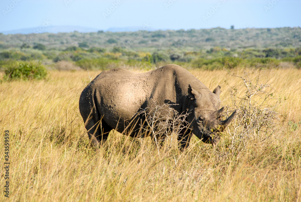 Obraz premium Black rhinoceros amongst long grass, South Africa