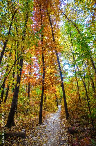 Autumn colors. Red, orange, yellow colored tree leafs in October. © Plamen