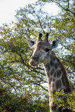 Giraffe amongst trees, South Africa