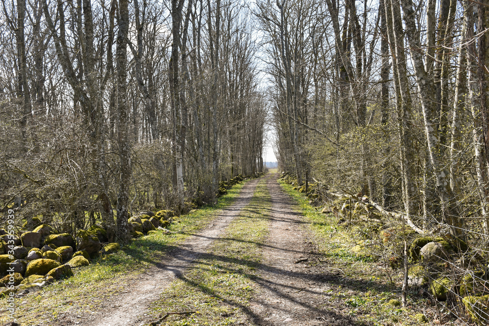 Country road through a Hornbeam forest Country road through a Hornbeam forest