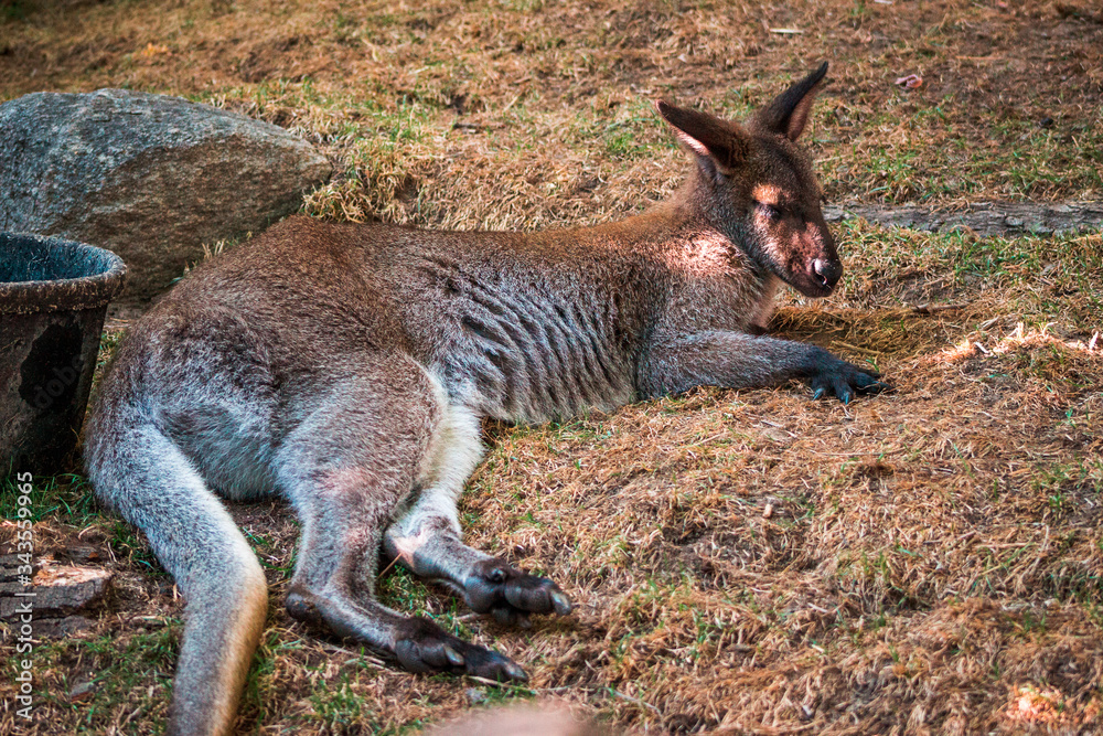 lazy wallaby at the zoo laying in the shade lazy wallaby at the zoo laying in the shade