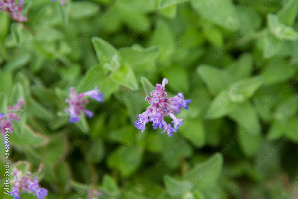 Mint growing in a garden