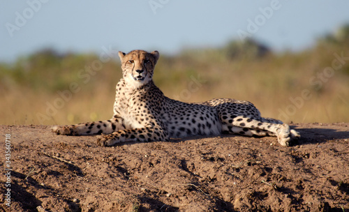 Cheetah lying atop a sand mound, South Africa