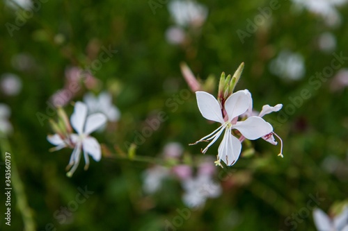 White gaura or Beeblossom (Gaura lindheimeri) plant blooming in a meadow