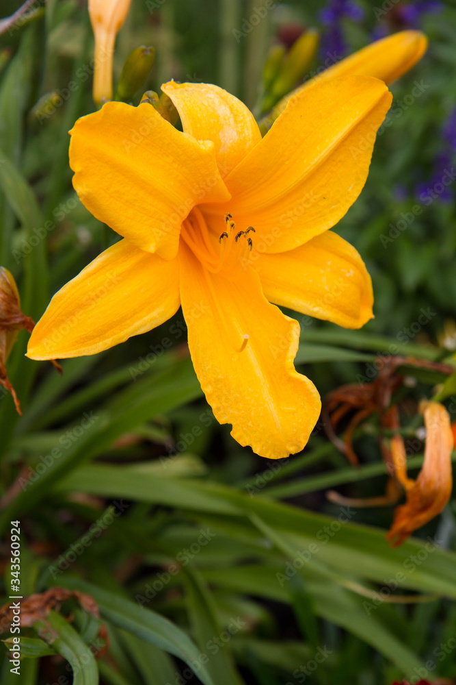 Fototapeta premium Yellow lily flower in full bloom