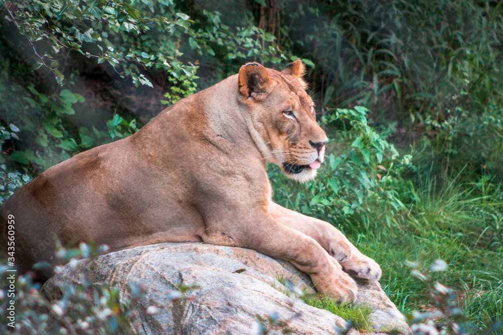 Lion lazily laying on a rock on a summer day in an enclosure at the John Ball Zoo in Grand Rapids Michigan Lion lazily laying on a rock on a summer day in an enclosure at the John Ball Zoo in Grand Rapids Michigan