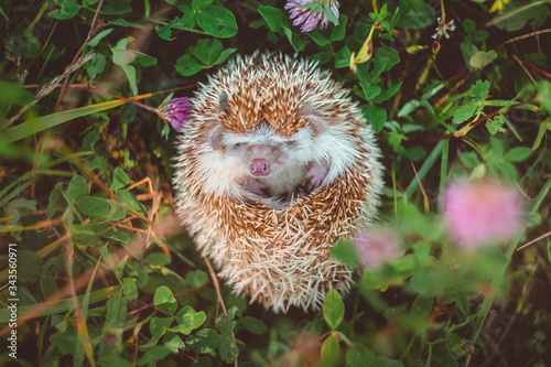 a muzzle of a hedgehog that curled up in a ball in summer grass