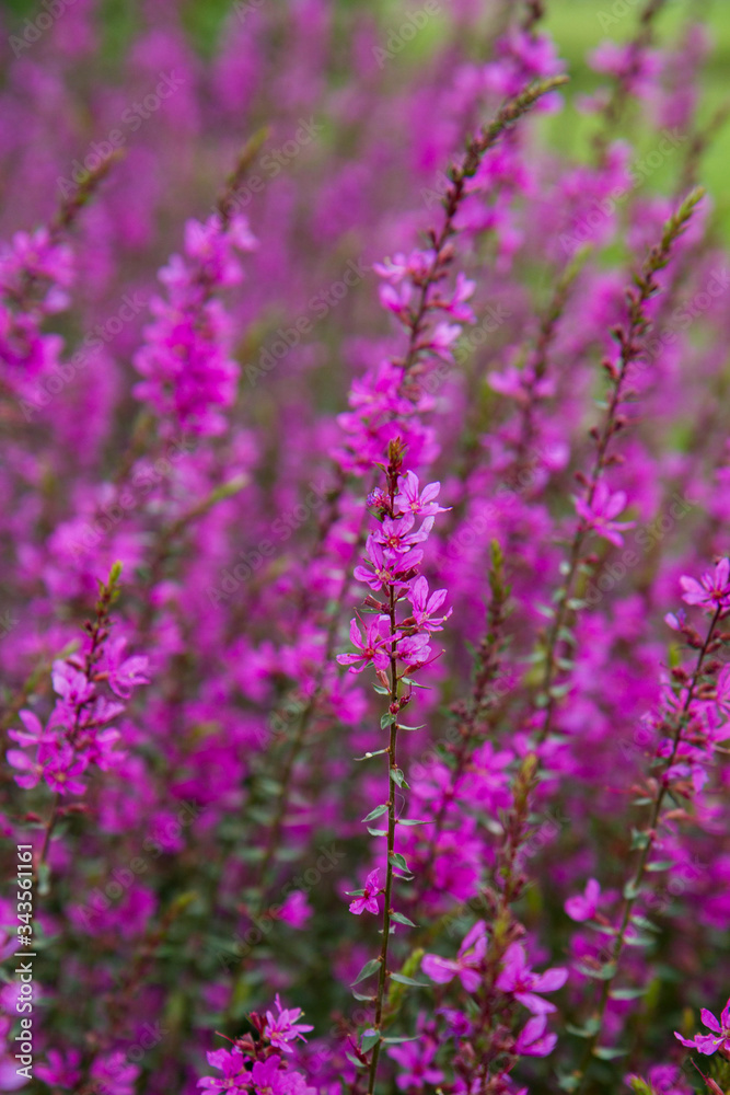 Fototapeta premium Purple plant flowers blooming in a meadow
