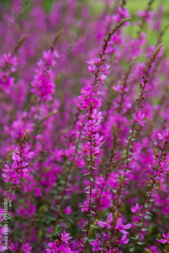 Purple plant flowers blooming in a meadow