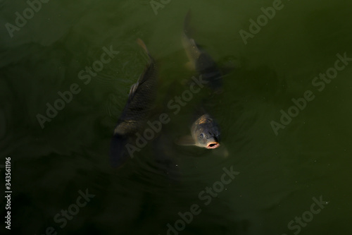 Fish mouth on the surface of the water catching air.
